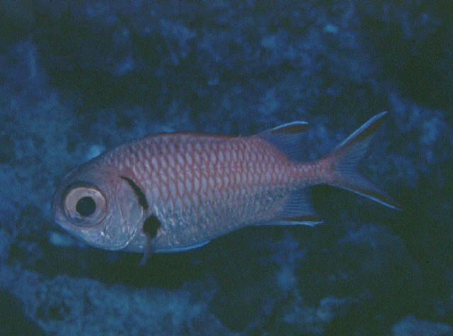 Myripristis greenfieldi